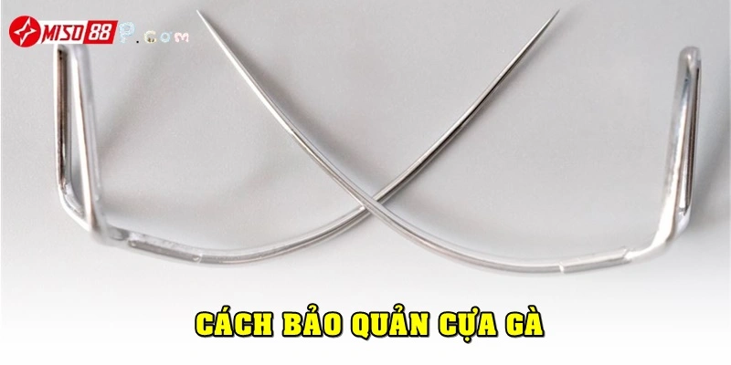 Cách bảo quản cựa gà sau trận đấu