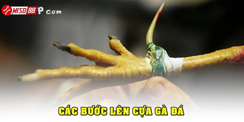 Bật mí cách lên cựa gà đúng kỹ thuật