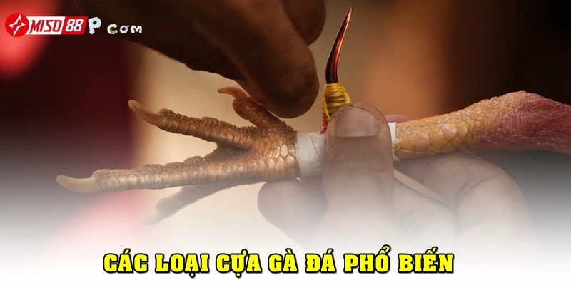 Các loại cựa gà phổ biến