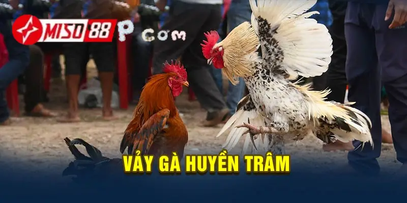 Chỉ có thần kê mới mang vảy huyền trâm trên người