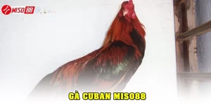 Gà cuban
