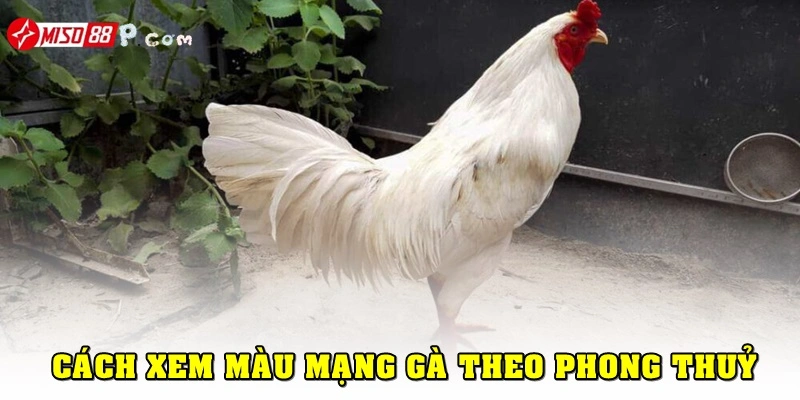 Cách xem màu gà mạng theo phong thuỷ