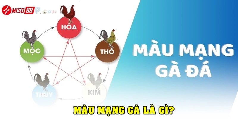 Màu gà mạng là gì?