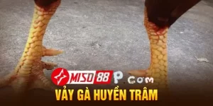 Vảy huyền trâm