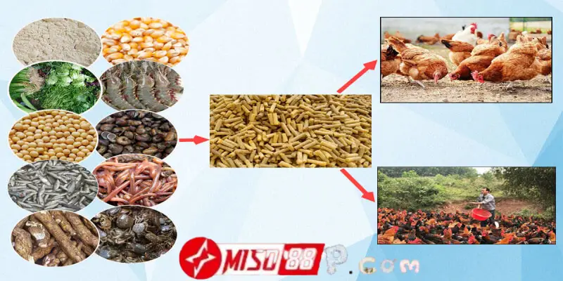Xây dựng chế độ ăn hợp lý cho gà có vảy huyền trâm